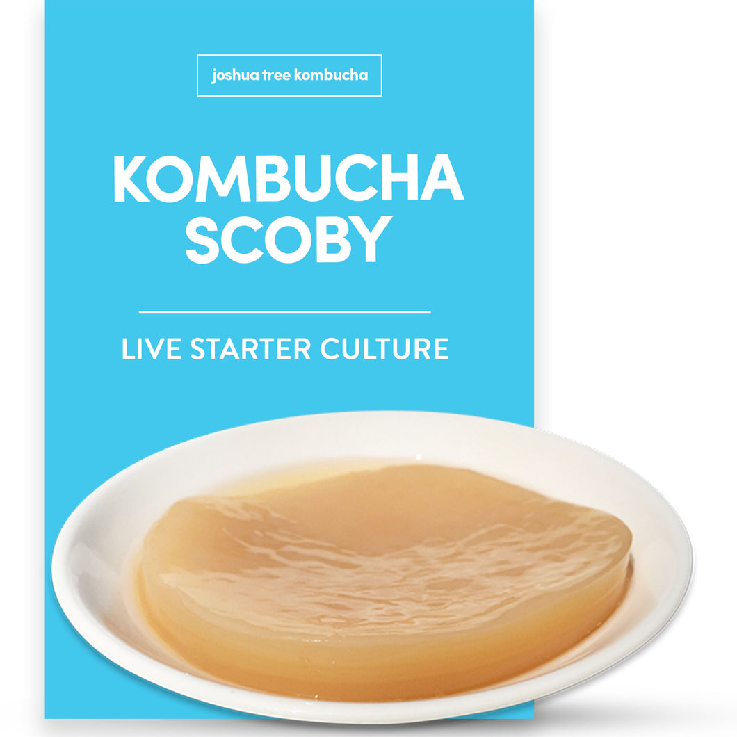 Kombucha Scoby and 12 oz. Starter Tea